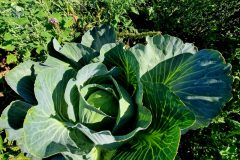 INOVIA-prepojila-kapustove-pole-s-inovaciami-1